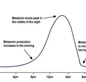 biological clock