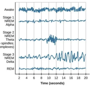 sleep cycle